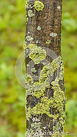 Lichen on the tree Stock Photo