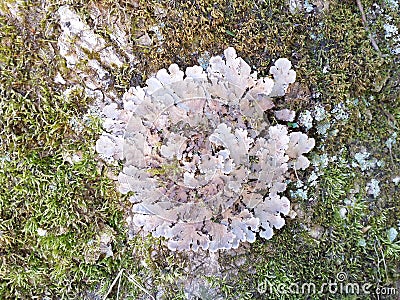 Lichen on a Tree Trunk background Stock Photo