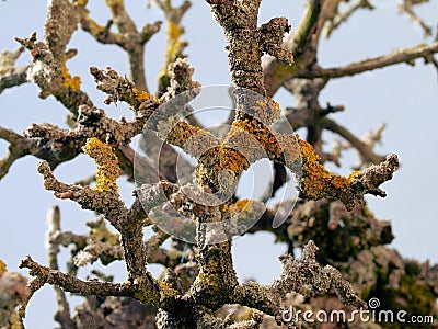 Lichenes Stock Photo