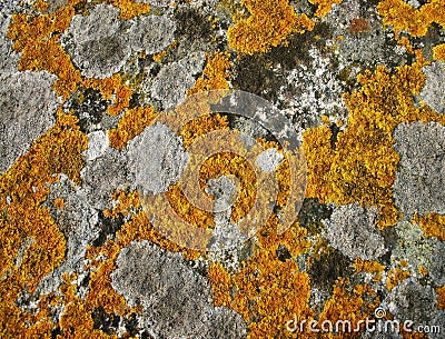 Lichens Stock Photo