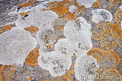 Lichens Stock Photo