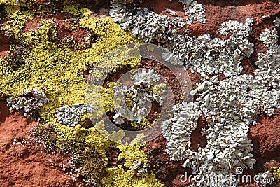 Lichens Stock Photo