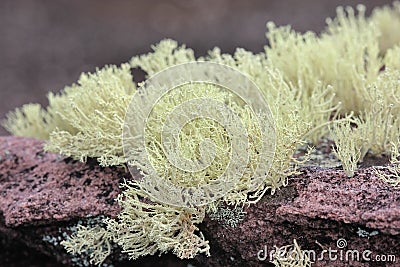 Lichens Stock Photo