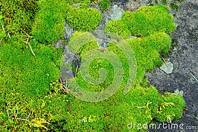 Lichens Stock Photo