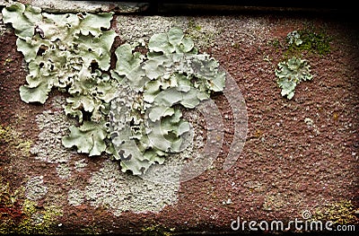 Lichens on Brick Stock Photo