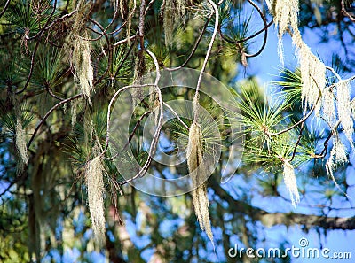 Lichens hanging on the branch Stock Photo