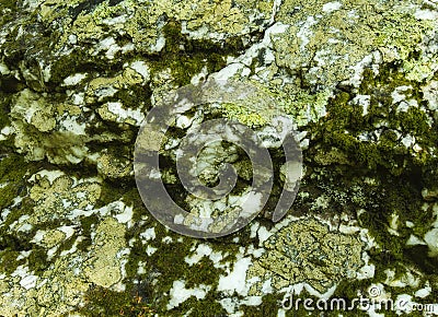 Lichens & Moss on a Boulder Stock Photo