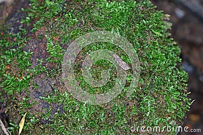 Lichens, mosses and flora in natural rain forest Stock Photo