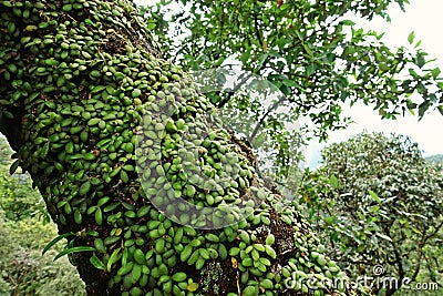 Lichens, mosses and flora in natural rain forest Stock Photo