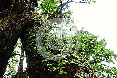 Lichens, mosses and flora in natural rain forest Stock Photo