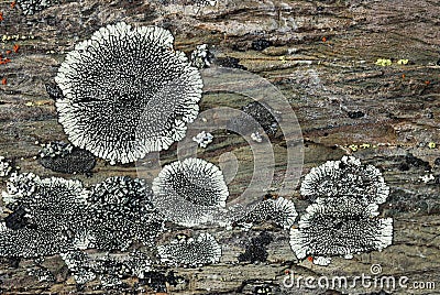 Lichens on rock Stock Photo