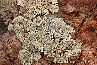 Lichens on rock Stock Photo