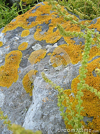 Lichens on Rock Stock Photo