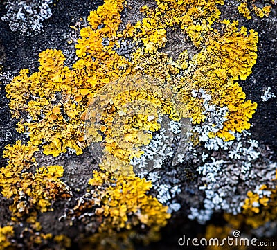 Lichens on stone Stock Photo