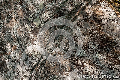 Lichens on surface of large stone in summer, Republic of Karelia, Russia Stock Photo