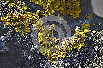 A closeup of a tree lichen enlarged in a beautiful yellow green color. Stock Photo
