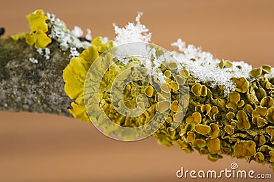 Lichens on tree Stock Photo