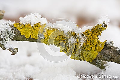 Lichens on tree Stock Photo