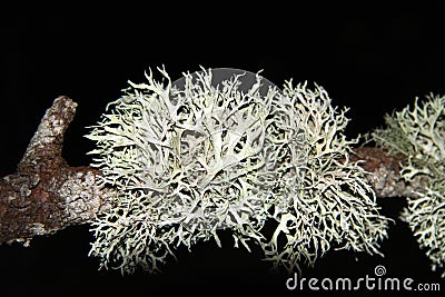 Lichens Usnea longissima Stock Photo