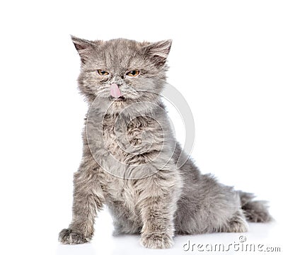 Licked Scottish highlander cat. isolated on white background Stock Photo