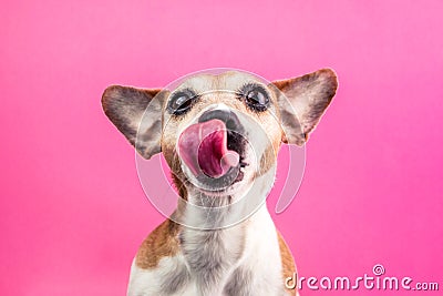 Licking cute dog on pink background. Hungry face. Want delicious pet food. Tasty lanch time Stock Photo