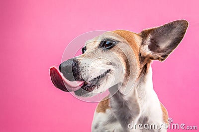 Licking dog profile view from the side. Smiling satisfied happy pet. Jack russell terrier on bright fun pink background Stock Photo