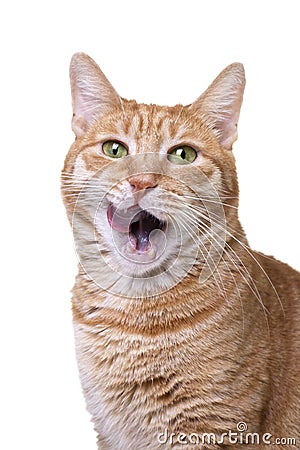 Licking red cat isolated on white background Stock Photo