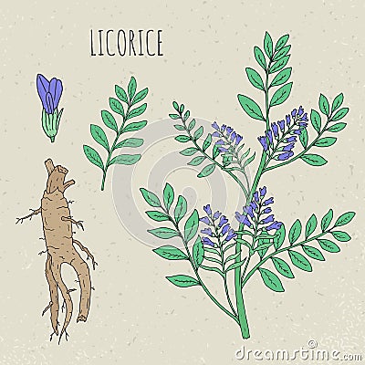 Licorice botanical isolated illustration. Plant, leaves, root, flowers hand drawn set. Vintage sketch colorful. Vector Illustration