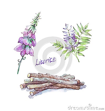 Licorice flower and root isolated Cartoon Illustration