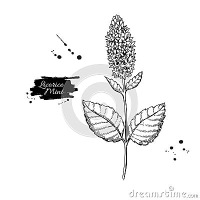 Licorice Mint vector drawing. Hand drawn herb sketch. Vector Illustration