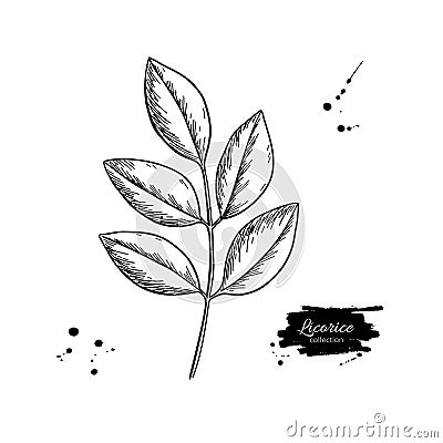 Licorice plant branch vector drawing. Botanical leaves illustration. Vector Illustration