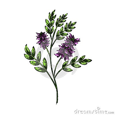 licorice plant herb sketch hand drawn vector Vector Illustration