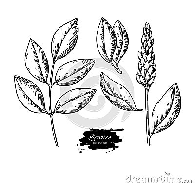 Licorice plant vector drawing set. Botanical branch with flower and leaves. Vector Illustration