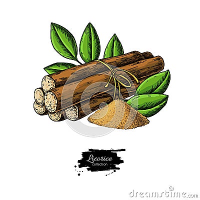 Licorice root bunch with leaves. Vector drawing. Botanical illustration Vector Illustration