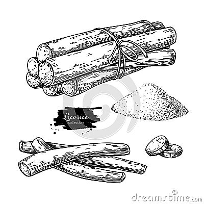 Licorice root bunch. Vector drawing. Botanical illustration. Vector Illustration