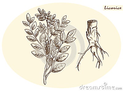 Licorice root and licorice Vector Illustration