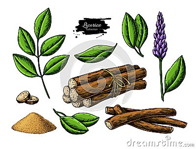 Licorice vector drawing. Bunch of roots, plants, branch with flower and leaves. Vector Illustration