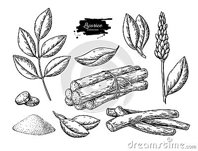 Licorice vector drawing. Bunch of roots, plants, branch with flower and leaves. Pile of ground powder. Vector Illustration