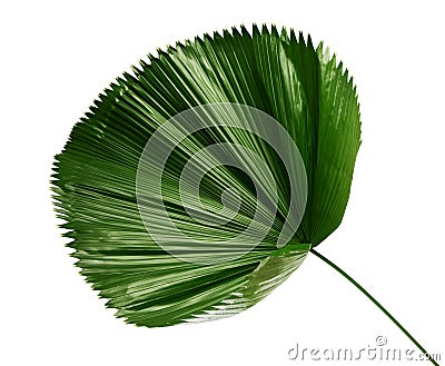 Licuala grandis or Ruffled Fan Palm leaf, Large tropical foliage, Pleated leaf isolated on white background, with clipping path Stock Photo