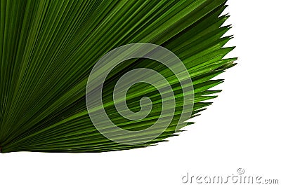 Licuala grandis or Ruffled Fan Palm leaf, Large tropical foliage, Pleated leaf isolated on white background, with clipping path Stock Photo