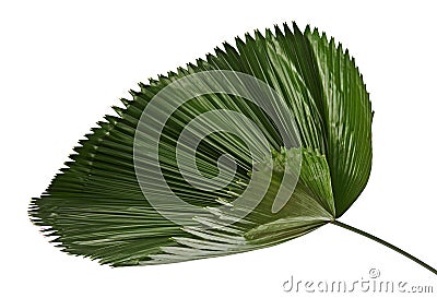 Licuala grandis or Ruffled Fan Palm leaf, Large tropical foliage, Pleated leaf isolated on white background Stock Photo