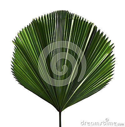 Licuala grandis or Ruffled Fan Palm leaf, Large tropical foliage, Pleated leaf isolated on white background Stock Photo