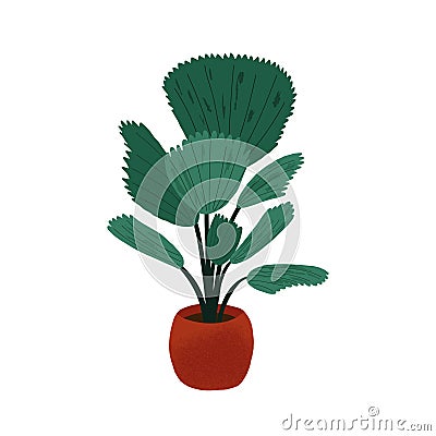 Licuala grandis, Vanuatu fan palm tree with ruffled texture leaf. Cartoon Illustration