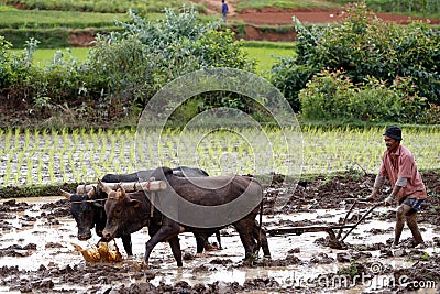 Daily life in Africa. Madagascar Editorial Stock Photo