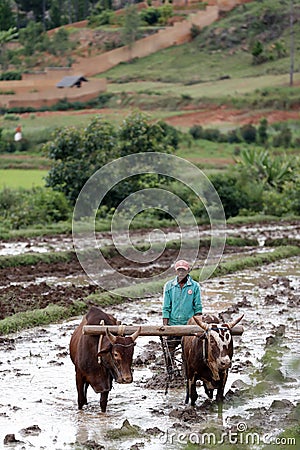 Daily life in Africa. Madagascar Editorial Stock Photo