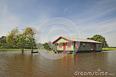 Life in Amazon Jungle (The Amazonia) Stock Photo