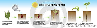 Life of a bean plant. Education info graphic. Stock Photo