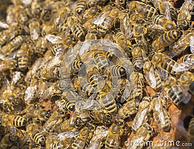 Life of bees. Worker bees. The bees bring honey. Stock Photo