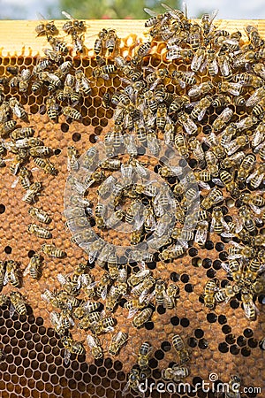 Life of bees. Worker bees. The bees bring honey. Beeswax, apiary. Beekeeper holding frame of honeycomb Stock Photo