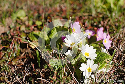 Life blossoming with white primrose flowers, outdoor grass copy space Stock Photo